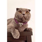 Petella Kedi Boyun Tasması Kedi Kolyesi Zilli Bohem Kedi Boyun Tasması Mor Standart