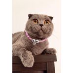 Petella Kedi Boyun Tasması Kedi Kolyesi Zilli Bohem Kedi Boyun Tasması Pembe Çiçekli Standart