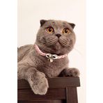 Petella Kedi Boyun Tasması Kedi Kolyesi Zilli Bohem Kedi Boyun Tasması Pembe Standart