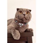Petella Kedi Boyun Tasması Kedi Kolyesi Zilli Bohem Kedi Boyun Tasması Siyah Çiçekli Standart