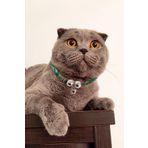 Petella Kedi Boyun Tasması Kedi Kolyesi Zilli Bohem Kedi Boyun Tasması Yeşil Desenli Standart