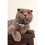Petella Kedi Boyun Tasması Zilli Kedi Kolyesi Bohem Mavi Çiçekli