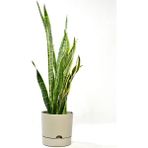 PetGrow Plastik Begonya 12 Saksı - Bej