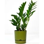 PetGrow Plastik Begonya 21 Saksı - Yeşil
