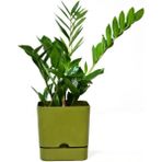 PetGrow Plastik Begonya Kare 13 Saksı - Yeşil