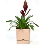 PetGrow Plastik Begonya Kare 16 Saksı - Bej