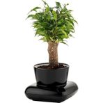 PetGrow Plastik Gala Saksı - Siyah