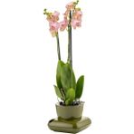 PetGrow Plastik Gala Saksı - Yeşil