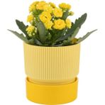 PetGrow Plastik İxora 15 Saksı - Sarı