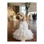Peti Tailor Köpek Gelinliği Beyaz Güllü Kat Kat Tüllü Düğün Kıyafeti