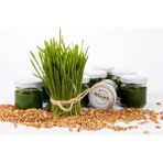 Petiçim Buğday Çimi Suyu 5 Günlük Paket - 1 Paket