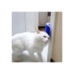 Petinka Petinka® Pratik Kedi Tüyü Kaşıma ve Tarama Aparatı Duvara Monte Kaşıma Aleti
