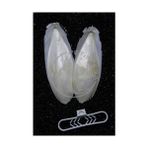 Petistera 2'li Mürekkep Balığı (Kalamar) Kemiği 12-13 cm ve Tutacak