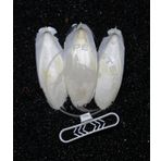 Petistera 3 Adet Murekkep Baligi (Kalamar) Kemigi 10-11 Cm Ve Tutacak