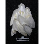 Petistera Iri Parçalı Kırık Mürekkep Balığı (Kalamar) Kemiği 100 gr + Tutacak