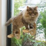 PETKARAY Kedi Pencere Rafı, Orijinal Kedi Pencere Levrek Hamak, Pencere Eşiği için Dayanıklı Kedi Koltuğu, Büyük Kediler için Sağlam İç Mekan Pencere Merdivenleri
