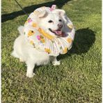 Petris Kedi ve K.ırk Köpek Boyunluk-Elizabeth Yakalık Operasyon Boyunluk-Kedi Boyun Yastığı(Arılar) - Sarı - M