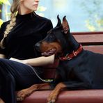 Pets First Sert Deri Evcil Hayvan Tasması NFL Chicago Bears Premium Köpek Tasması, Sınırlı Sayıda, Boyut Büyük. En İyi ve En Güçlü Ağır İş Köpek Tasması!, 50,8-73,6 cm Uzunluğunda ve 2,5 cm Genişliğinde, CHI-3081-LG