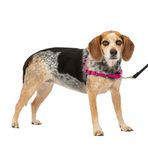 PetSafe Easy Walk köpek tasması