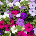 PETUNYA Tohumu Yerli Petunia 100 adet