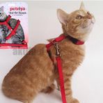 Petviya Ayarlanabilir Kırmızı Kedi Göğüs Bel Tasması