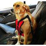 Petza Köpek Araç Emniyet Kemeri ve Tasması Arnav Kırmızı