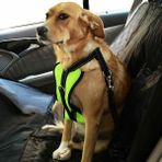 Petza Köpek Araç Emniyet Kemeri ve Tasması Arnav Sarı