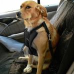 Petza Köpek Araç Emniyet Kemeri ve Tasması Arnav Siyah
