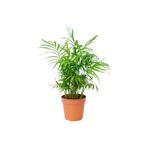 Peyzaj Burada Online Bahçe Market Dağ Palmiyesi – Chamaedorea Elegans 30-40 Cm -peyzaj Burada Iç Mekan Süs Bitkisi