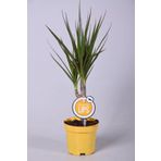 Peyzaj Burada Online Bahçe Market Hava Temizleyen Bitki + 40 Cm Tek Gövdeli Dracaena Marginata - Peyzaj Burada Ofis Salon Bitkileri