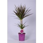 Peyzaj Burada Online Bahçe Market Hava Temizleyen Bitki + 80 Cm Iki Gövdeli Dracaena Marginata - Peyzaj Burada Ofis Salon Bitkileri