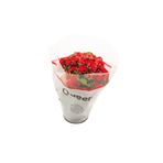 Peyzaj Burada Online Bahçe Market Kalanşo Çiçeği Kalanchoe (emel Hanım) Çiçeği Kırmızı Renk 10-20 cm