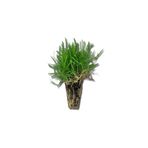 Peyzaj Burada Online Bahçe Market Zoysia Çim Fide