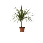 peyzajyagmur Dracena Marginata Bitkisi - Madagaskar Dragon Ağacı 50-60 Cm