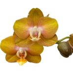 Phalaenopsis 'Las Vegas' (Sarı Orkide)