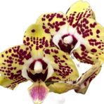 Phalaenopsis 'Orient Express' (Sarı Orkide)