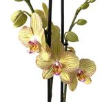 Phalaenopsis 'Torino' (Sarı Orkide)