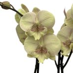 Phalaenopsis 'Turner' (Sarı Orkide)