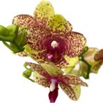 Phalaenopsis 'Wild Geel' (Sarı Orkide)