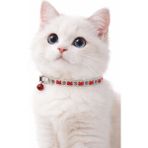 PHENORA Fosforlu Çıngıraklı Kedi Tasması | Gece Parlayan Şık Kedi Kolyesi Aksesuarı - Kırmızı
