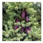 Picea Likiangensis Çin Ladini Tohumu (10 Tohum)