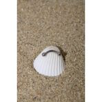 Piercing Kaş Piercing Snug Cerrahi Çelik Silver Renk Top Çap 2,5 mm - 6 mm