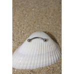 Piercing Kaş Piercing Snug Cerrahi Çelik Silver Renk Top Çap 3 mm - 12 mm