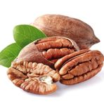 Pikan Ceviz Fidanı 2 Yaş - Açık Köklü 50-80 Cm