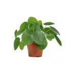 Pilea Bitkisi Çin Para Çiçeği Fidanı 10-20 Cm