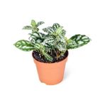 Pilea Cadierei - Karyağdı Çiçeği - Ev Ofis Salon Iç Mekan Bitkisi - 10 Cm