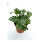 Pilea Cadierei Karyağdı Çiçeği Fidanı 10-20