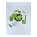 Pilea Çiçeği Peperomioides -çin Para Çiçeği Ev Salon Çiçeği