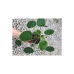 Pilea Çin Para Çiçeği Canlı Çiçek 10-20 Cm