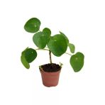 Pilea Para Çiçeği 10-25 Cm